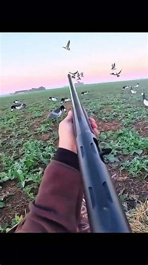 Perfect setup. Perfect drop, Goose hunting #goose #geese #hunting #birdhunting