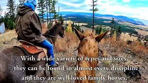 Discover the hypoallergenic Curly in this video about the breed! | Discoverthehorse