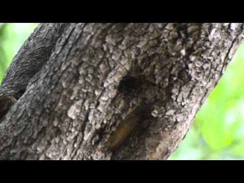 Testing autofocus mode on Nikon D3200 with the 70-300 af-s vr lens