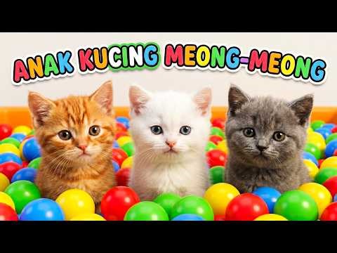 anak kucing meong meong ibu kucing meonganak kucing meong-meong ibu kucing meong-meong #kucinglucu