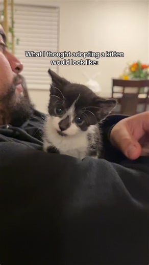 Jinx has a eternal beef with hair 😭😂 #Kitten #Cat #😂😂😂 #FunnyCats #CatVideos