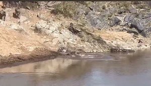 27K views · 155 reactions | Crocodile  versus zebra 煉 part 810 | Gavin Gordon | Facebook