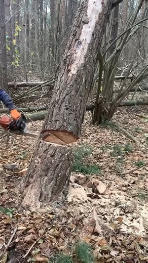 9.2K views · 12 reactions | #logging #logger | A574 | Facebook