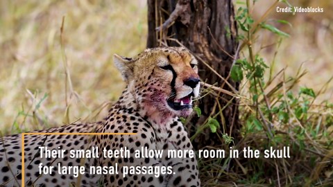 Why Cheetahs Are So Fast?