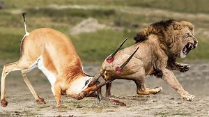 587K views · 6.5K reactions | Grant’s Gazelle Take Down Predator With Their Horns To Rescue His Teammate Impala vs Cheetah Lion | Wild life Animals | Facebook