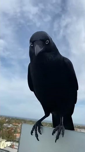 Man Befriends Wild Raven || ViralHog