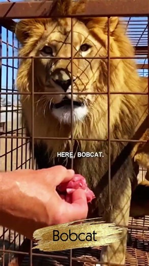 “How Professionals Safely Feed a Lion" #wildlife #animals #fun