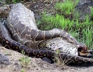 A massive Rock python swallows a whole impala. #maratriangle (Credit Ken Leyian ). . . #maratriangle #wildeyesa #rockpython | Mara Triangle