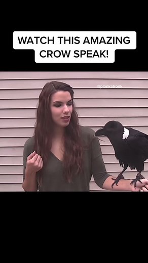 Japanese Crow Speaks! Amazing Bird Sounds & Voices