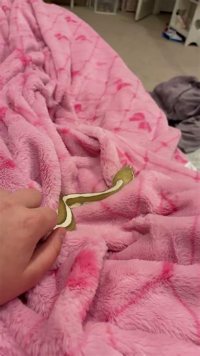 My precious baby :) #ballpython #pyhton #pet #snake