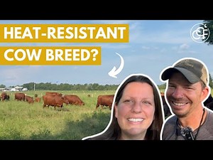 Raising Cattle in the South? Here's Why South Poll Cattle Is Your Best Bet | Crossing Creeks Farm