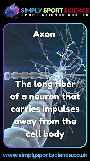 Sports Science: #Axon #physiology #gcsepe #ibsehs #revision #sportsscience