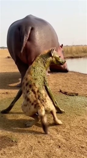 Hyena BITES Hippo Tail - POOP NUKES Its Face! 🦛 똥폭탄 🦛 糞爆弾 #viral #shorts