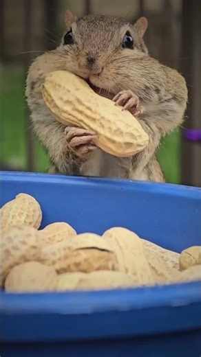 How many peanuts can fit? 🥜😂