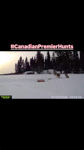 Canadian Premier Hunts on Instagram: "When Booking a Timberwolf hunt, pick an Outfitter that is going to give you the best chance of success. The ones that have success stories, pictures, and videos in daylight and the knowledge to get it done for you are rare. With that said we still have a last-minute cancellation open spot for the last weeks of February. And with recent bookings for 2027 calendar is almost full. Shoot us a message let’s have a chat and get you that hunt of a lifetime booked. 