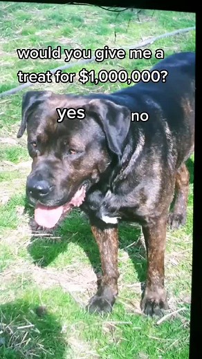 would you? ❤ #bulladorhomie #foryoupage #foryou #fyppppppppppss #fyp #4youpage #dogsoftiktok #doggos #dogs #treat