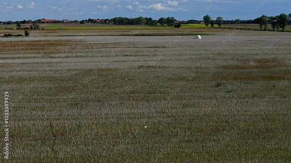 A flock of herons soars over open fields, filmed by a drone in slow motion. The camera travels with the birds as they glide gracefully through the air.