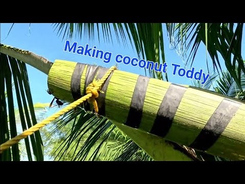 How To Make TUBA (coconut toddy)