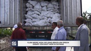 1.6K views · 15 reactions | Guyana’s coconut industry is set to benefit from additional inputs as the Ministry of Agriculture’s Hope Coconut Industries Limited (HCIL) recently acquired a shipment of Brazilian Green Dwarf coconut seed nuts. | News Room | Facebook