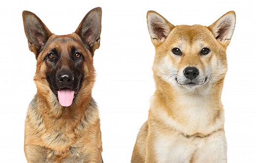All About The Shiba Inu German Shepherd Mix (With Pictures)