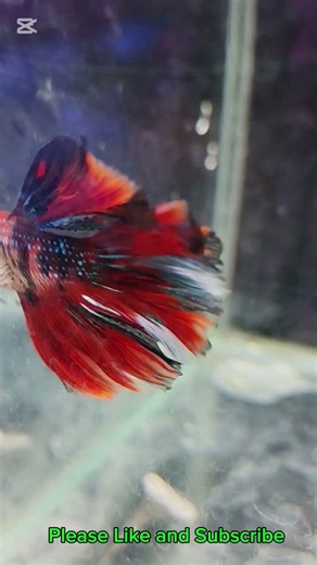 Beautiful Betta Fish Aquarium #shorts