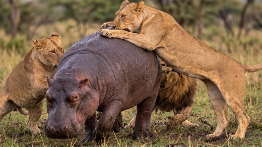 Watch what happens to a hippo when a pride of lions attacks it