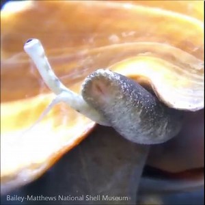 5.3K views · 136 reactions | The radula is a feeding organ present in most gastropods, cephalopods, and chitons. The radula is flexible ribbon studded with teeth that scrape up pieces of food. In this video, a Florida Fighting Conch rasps its radula against the side of a container in hopes of scraping up some microalgae for a snack! ShellMuseum.org | Bailey-Matthews National Shell Museum & Aquarium | Facebook