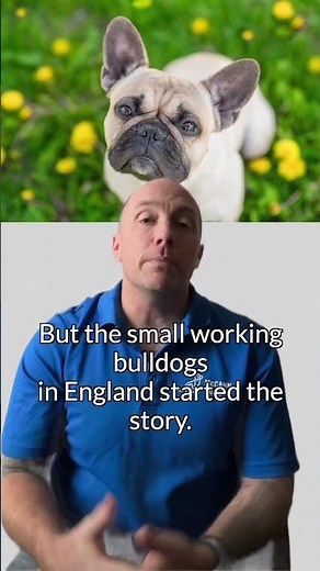 Fast Fact About French Bulldogs #mccanndogs #frenchbulldog