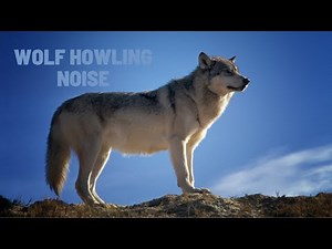 Grey Wolf Howl Sound (in the wild)