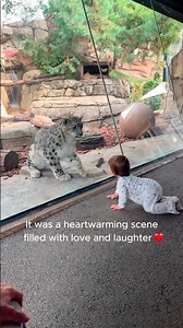 When the Snow Leopard Acts Like a Big Fluffy Cat.#animals #animallife #funnyanimals #snowleopard