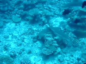 The Blacktip Reef Is A Beautiful Species Of Shark - Shark Sider