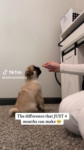 Mr. Dallas Grows So Fast – Puppy Milestones at 6 Months