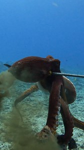 Easy Way to Catch Octopus! #spearfishing #fishing | Ryan Myers