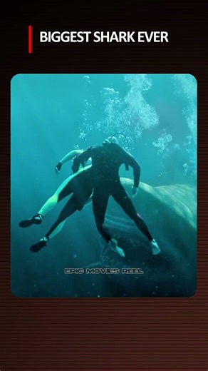 This Shark Was Bigger Than the Boat… What Happens Next Is Insane | The Meg