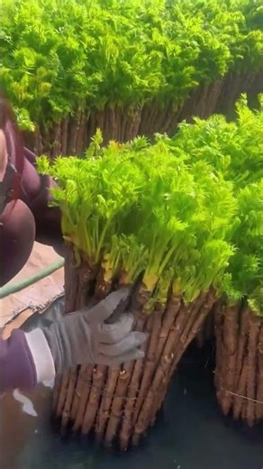 How Farmers Grow Fresh Vegetables | Organic Farming