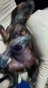 La ectopia cordis es una malformación congénita poco frecuente que consiste en una separación, completa o incompleta, del esternón. | Soy Veterinario