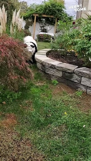 Panda Paws: Adorable Dog in Panda Dress || Heartsome