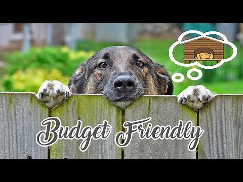 10 Budget Friendly Backyard Ideas For Dogs