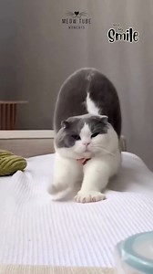 When your cat makes strange chirping noises at birds. | Make Me Smile