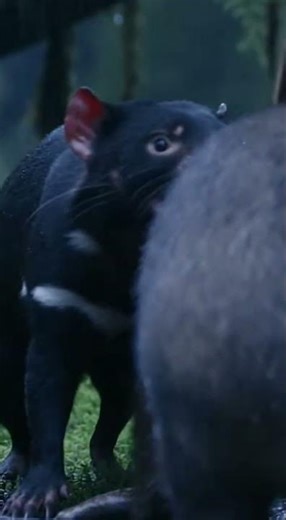 Tasmanian Devil's Unholy Screech in Brutal Night Fight