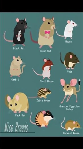 Mice breed collection | tiny creatures of the world