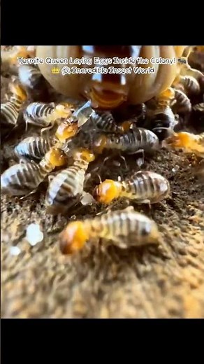 Termite Queen Laying Eggs Inside the Colony! 🐜👑 | Incredible Insect World