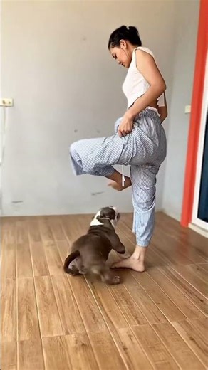 มาดักรอหน้าบ้านเลยนะ😆🐶 #dogs #funny #doggielife #funnydogs #pets