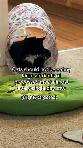 Why Your Cat's Diet Matters: The Danger of Processed Meat
