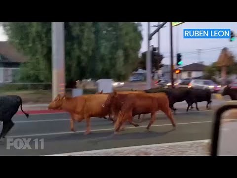 Cows stampede through Pico Rivera