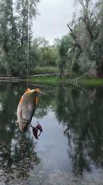 Wels angeln mit Köderfisch #angeln #wels #welsangeln #fishing