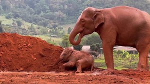 What's the beautiful day seeing mother and baby elephant having fun together. Bun Ma and her sweet little girl, Chaba truly enjoy their quality time. Chaba is too cute while she has so much fun throwing the mud by her little trunk like her mother's doing the same. It was fascinated to watch them, could it be anymore beautiful ?? | Elephant Nature Park