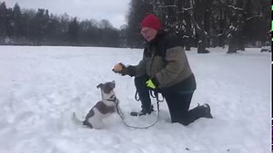 21K views · 480 reactions | Att du och din hund har en god relation är viktigt, men hur skapar man ett bra samarbete med sin hund? Vad ska man tänka på? En av Hundstallets hundpedagoger Petter ger flera tips. | Hundstallet | Facebook
