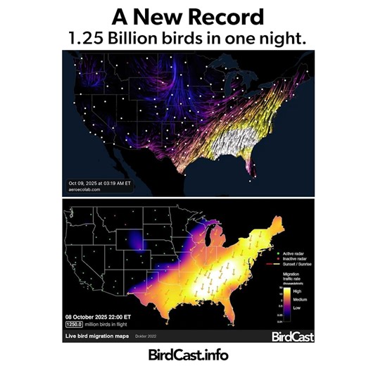 3.1K reactions · 1.1K shares | Last night we had another...