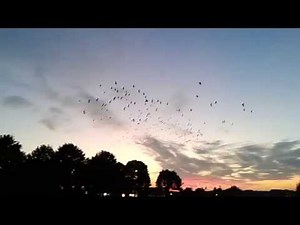 Crow murmuration